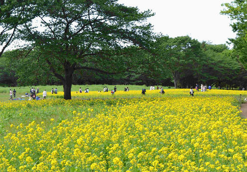 昭和記念公園　菜の花.jpg